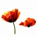 World War I History Kindle Edition by RosettaBooks 631‑Page Study-0