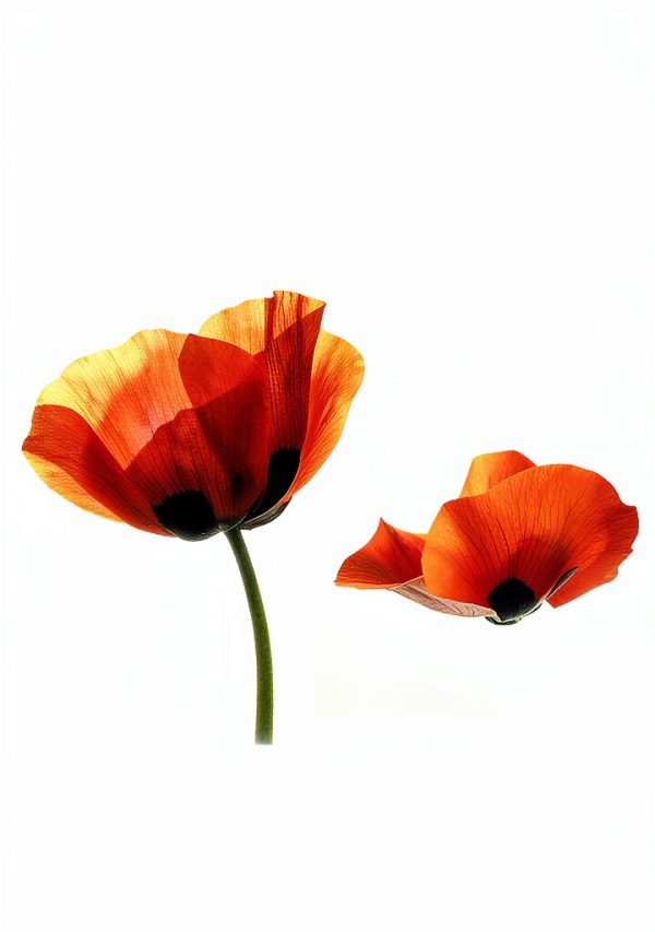 World War I History Kindle Edition by RosettaBooks 631‑Page Study-0